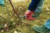 Persona che pota un cespuglio di rose con cesoie a mano rosse in un giardino, indossando guanti e stivali da lavoro. Strumenti per la potatura di piante e giardinaggio.