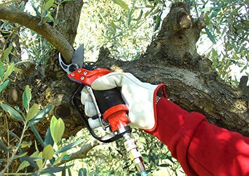 Persona con guanti da lavoro rossi utilizza una forbice pneumatica per la potatura di un albero di ulivo. L'immagine mostra il taglio di un ramo spesso, evidenziando la precisione e l'efficacia dell'attrezzo per la manutenzione del giardino e dell'uliveto.