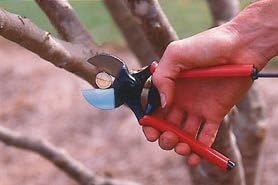 Persona che utilizza un paio di forbici da potatura con manici rossi per tagliare un ramo di albero. Strumento da giardinaggio ideale per la potatura di alberi e piante, garantendo tagli precisi e puliti. Perfetto per giardinieri professionisti e amatoriali.