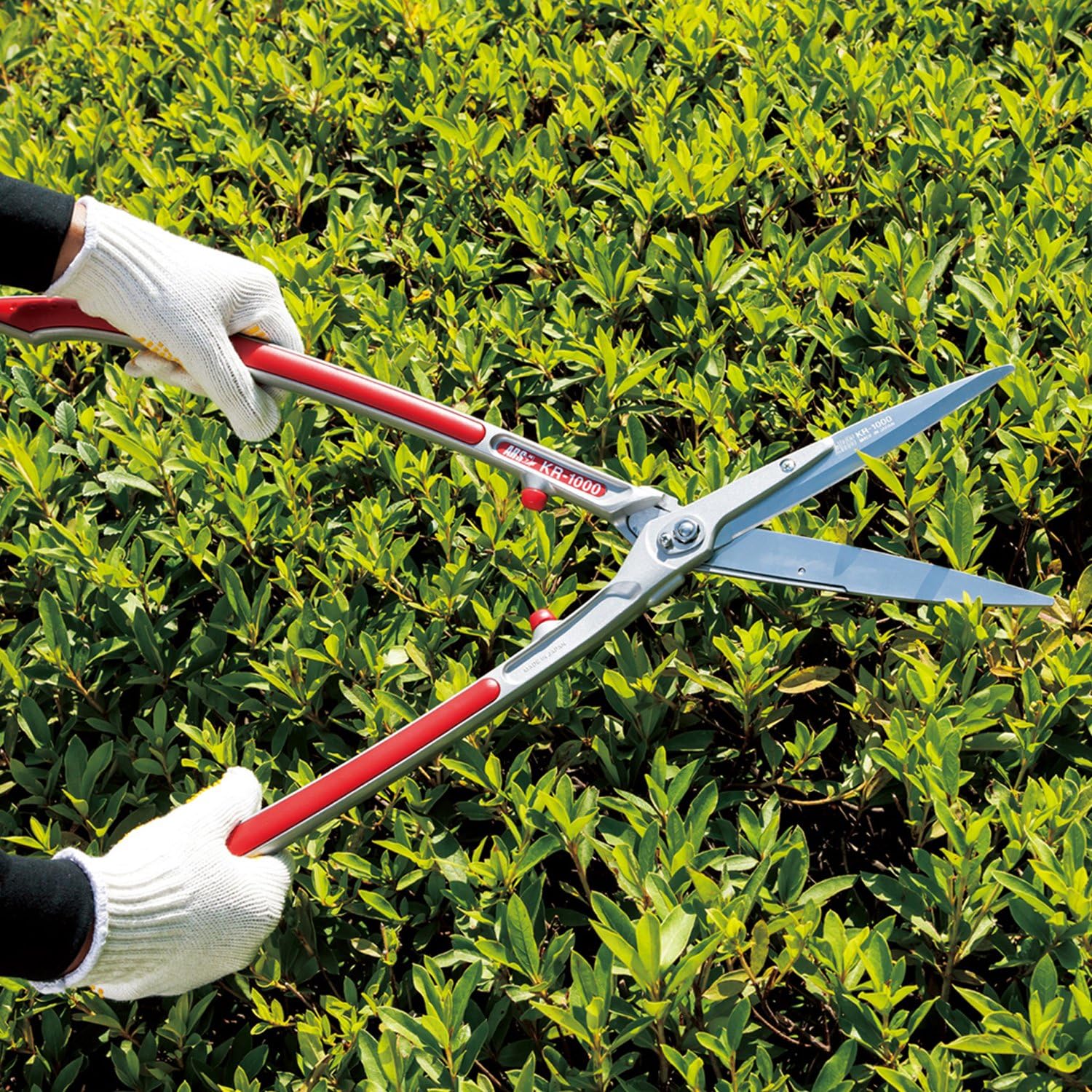 Forbici da giardinaggio professionali con manici rossi e lame affilate in acciaio inox, utilizzate per potare siepi verdi. Guanti bianchi di protezione. Ideali per la manutenzione del giardino, potatura precisa e confortevole.