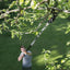 Uomo utilizza un potatore telescopico per tagliare rami alti di un albero in giardino. Strumento ideale per la potatura di alberi e arbusti senza scala. Attrezzo da giardinaggio efficiente per la manutenzione del verde.