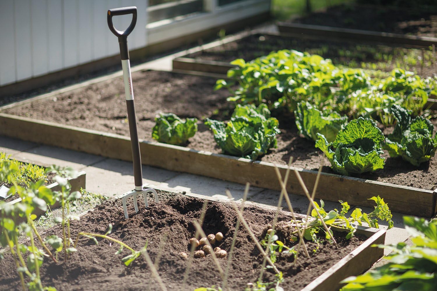 Attrezzo da giardinaggio con manico ergonomico in un orto con letti rialzati, piante di lattuga e patate appena raccolte, ideale per coltivazione domestica e lavori di giardinaggio, perfetto per orticoltori e appassionati di giardinaggio.