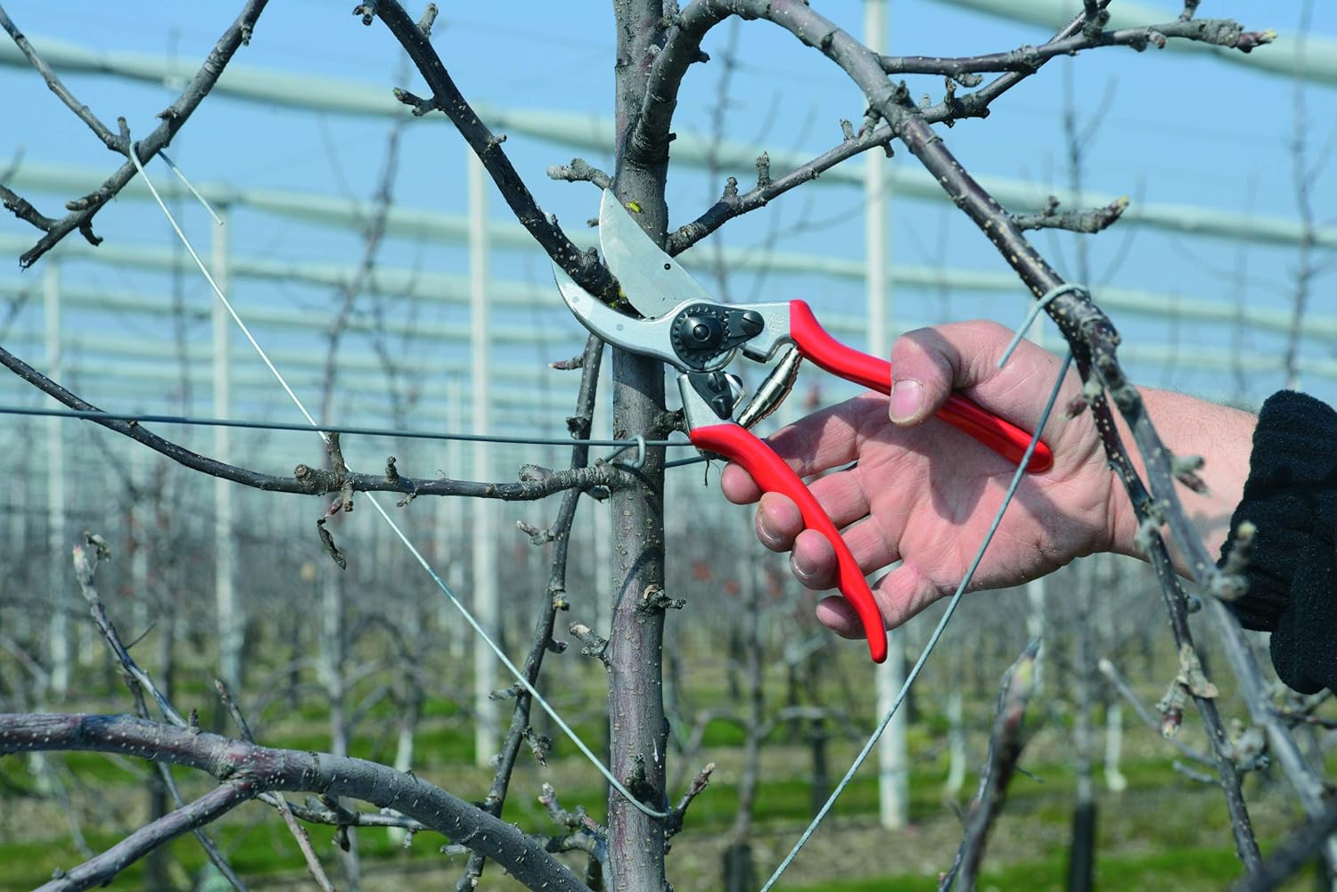 Forbici da potatura professionali con impugnatura rossa utilizzate per tagliare i rami di un albero in un frutteto. Strumento da giardinaggio ideale per la cura delle piante, potatura precisa e maneggevole per giardinieri esperti e principianti.