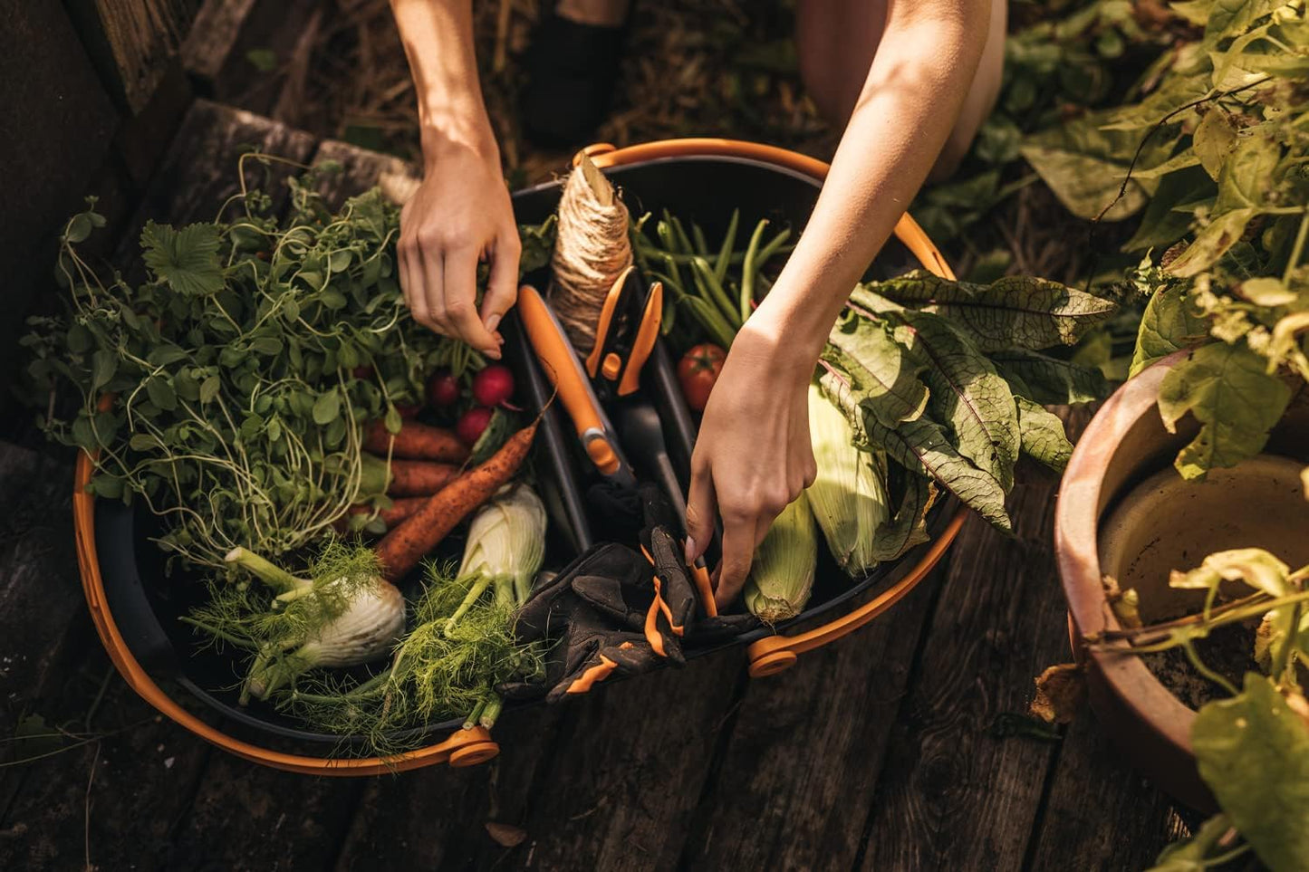 Mani che raccolgono verdure fresche da un cesto in giardino, includendo carote, finocchi, ravanelli, fagiolini e mais, insieme a utensili da giardinaggio. Immagine ideale per articoli su giardinaggio, agricoltura biologica e alimentazione sana.