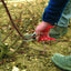 Persona che pota un cespuglio di rose con cesoie a mano rosse in un giardino, indossando guanti e stivali da lavoro. Strumenti per la potatura di piante e giardinaggio.