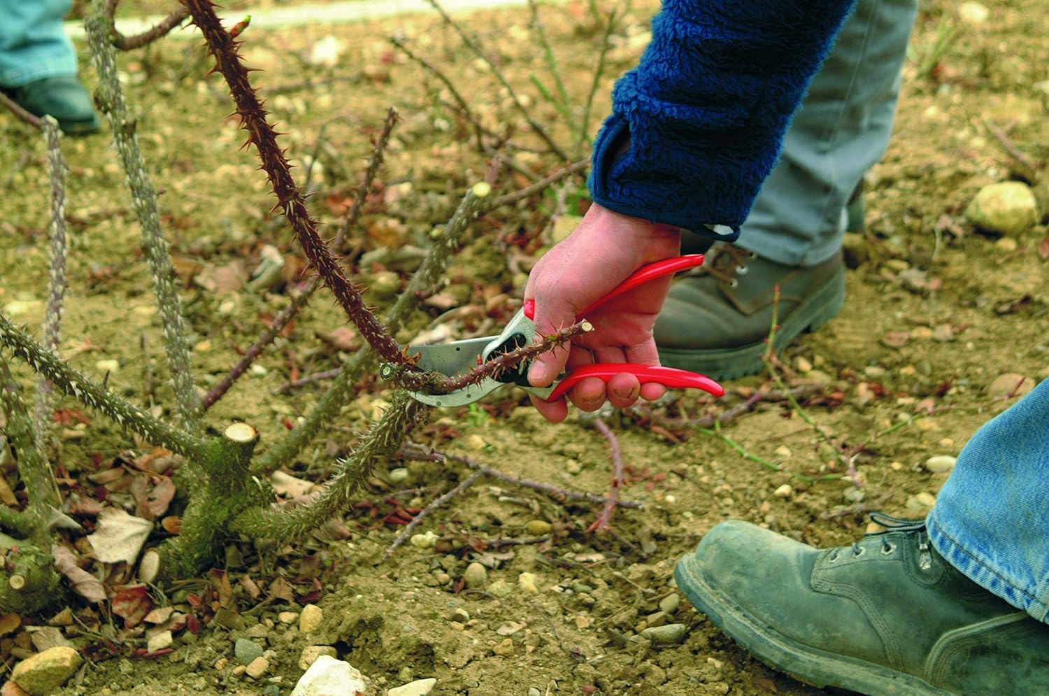 Persona che pota un cespuglio di rose con cesoie a mano rosse in un giardino, indossando guanti e stivali da lavoro. Strumenti per la potatura di piante e giardinaggio.