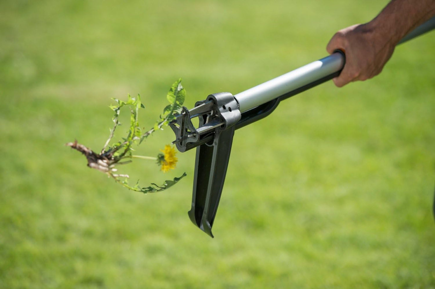 Strumento estirpatore di erbacce manuale in uso su prato verde, mostra l'efficacia nella rimozione di piante infestanti con radici e fiori. Ideale per giardinaggio senza piegarsi, ergonomico e facile da usare. Perfetto per mantenere il giardino pulito e curato.