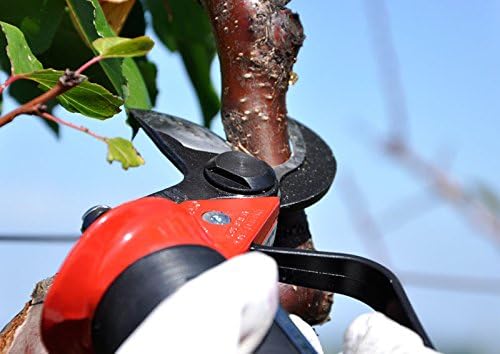 Forbici da potatura professionali in uso su un ramo di albero, perfette per giardinaggio e cura delle piante. Strumento ergonomico con lama affilata per tagli precisi e puliti. Ideale per giardini, orti e piante da frutto. Alta qualità e durata.