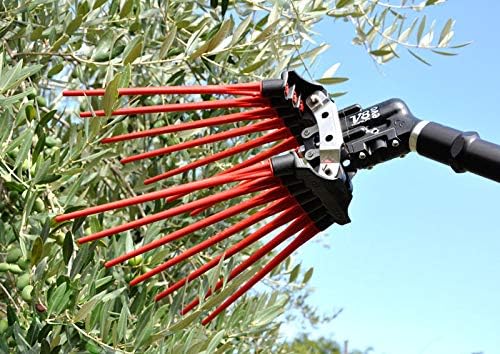 Scuotitore elettrico per raccolta olive con aste rosse in azione su un albero di ulivo, sfondo cielo blu. Strumento agricolo professionale per la raccolta efficiente delle olive. Accessorio indispensabile per olivicoltura e agricoltura.